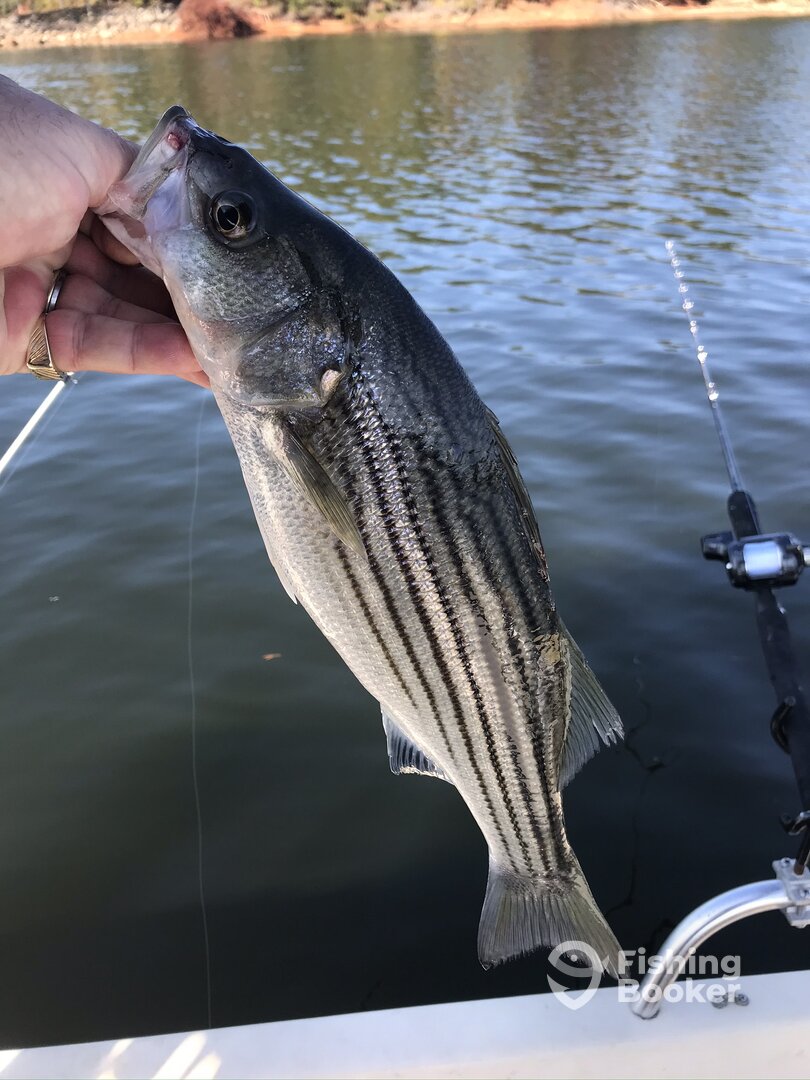 Cumming Report Photo 0