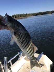 Cumming Report Photo 2