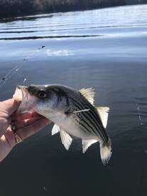 Cumming Report Photo 1