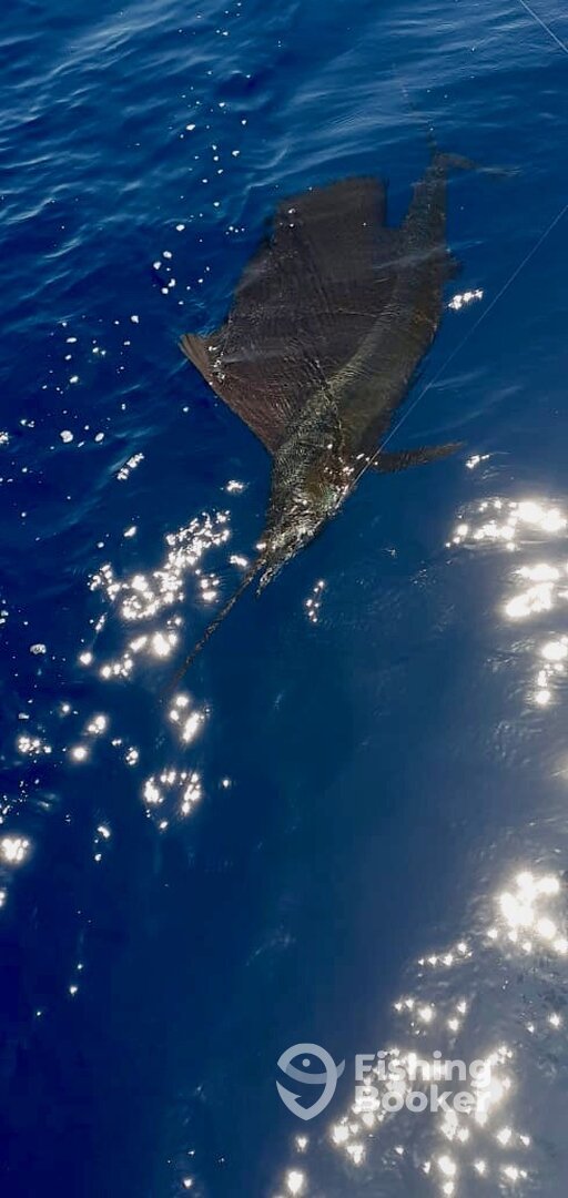 Playa Flamingo Report Photo 0