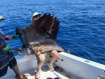 the sailfish are here