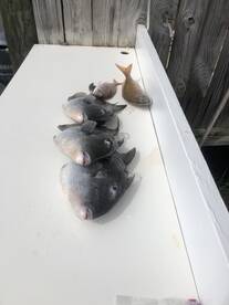 Triggerfish are open!