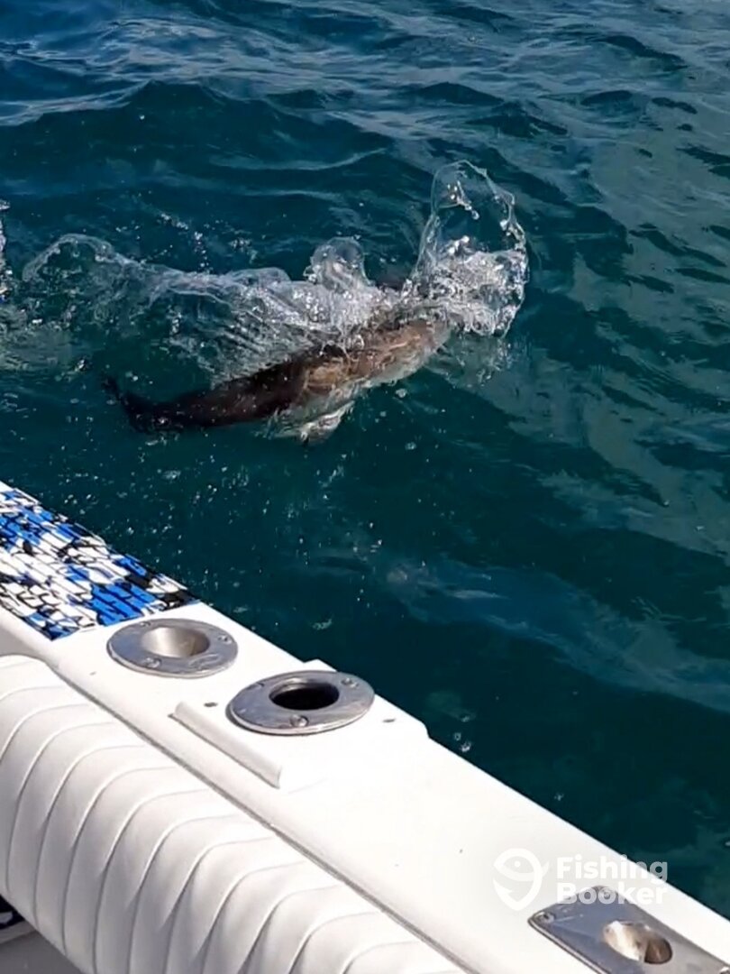 Naples Report Photo 0