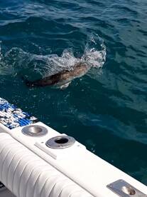 Mid March 2020 Report