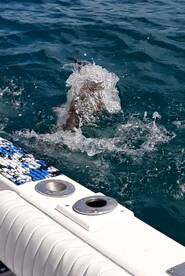 Naples Report Photo 1