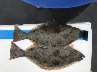 Halibut are here