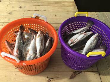 Theriot Report Photo 1