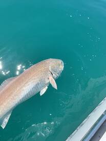 Marco Island Report Photo 2