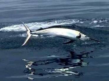 Manzanillo Report Photo 2