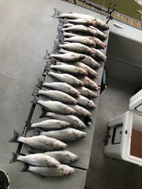 Pottsboro Report Photo 2