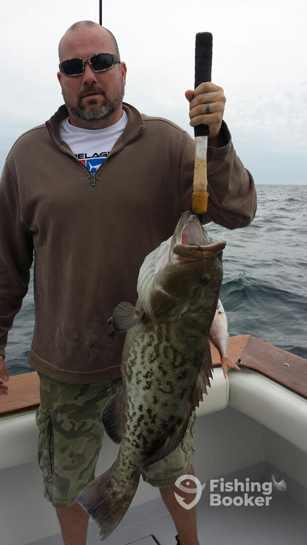 Beach gag groupers