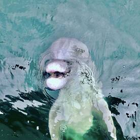 Destin Report Photo 1