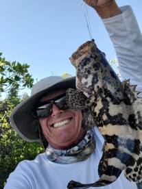 Lots of  young Goliath Grouper 