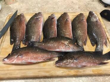Monday for 3 hrs , released a bunch of Snook and G