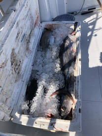 Ocracoke Report Photo 1