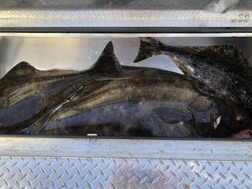 Near Shore Halibut and Rockfish