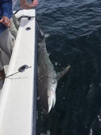 Eight foot Tiger Shark