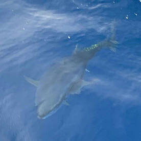 flirting with tuna in shallow waters