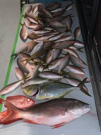 Dania Beach Report Photo 1