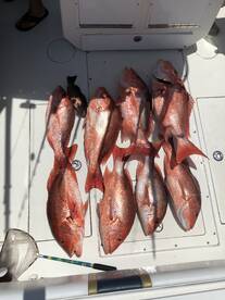 Gulf Shores Report Photo 1