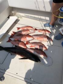 2 great snapper trips today