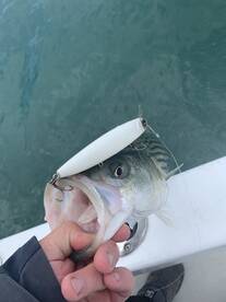 Dennis Report Photo 2