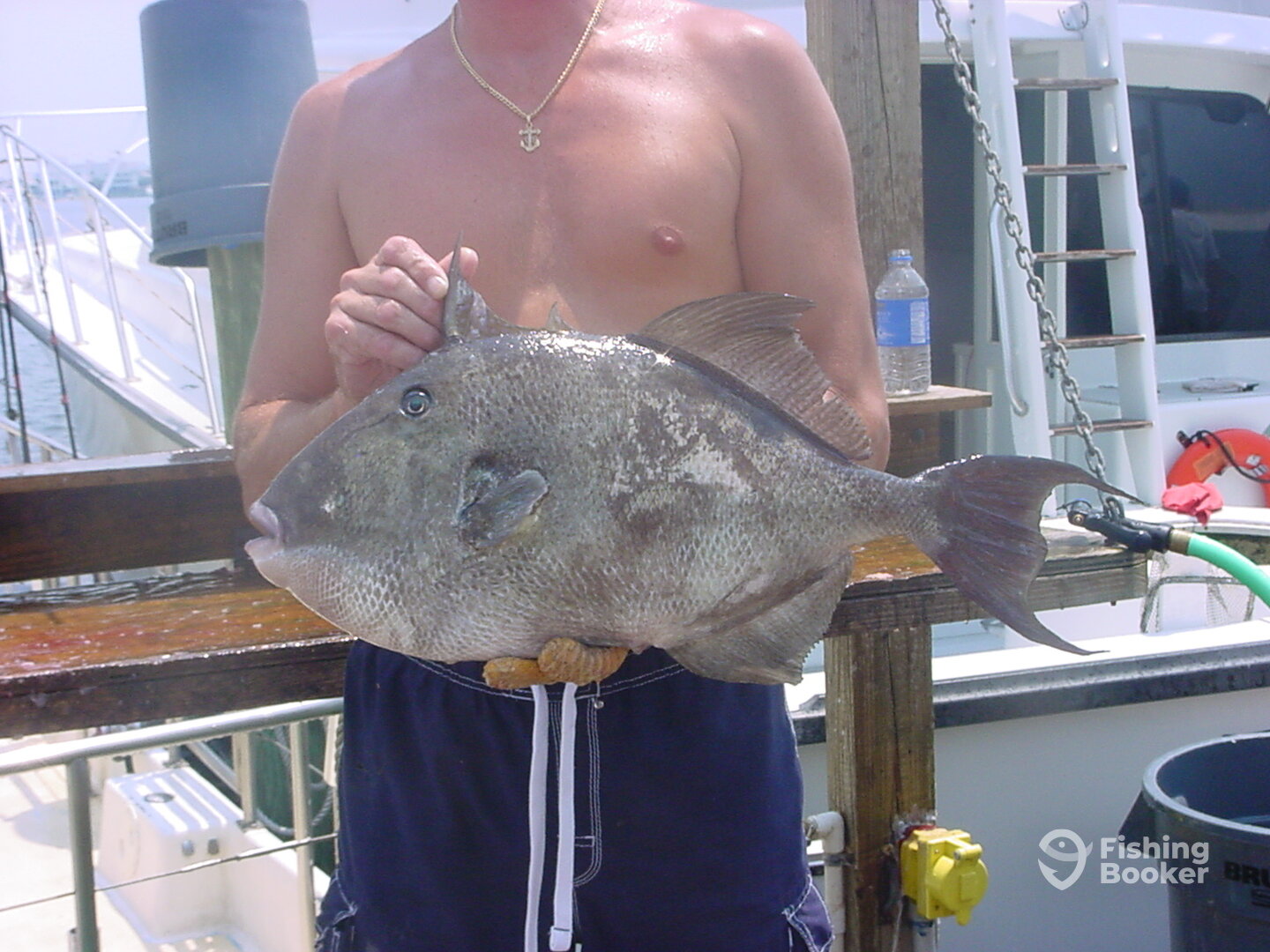 Nice Triggerfish