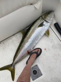 Dana Point Report Photo 1