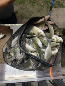 Lopeno Report Photo 4