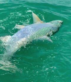 Sanibel Report Photo 1