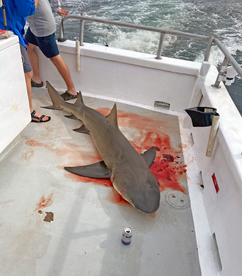 Fort Morgan Report Photo 1