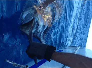 Maputo Report Photo 1