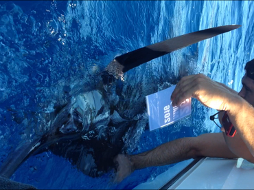 Maputo Report Photo 2