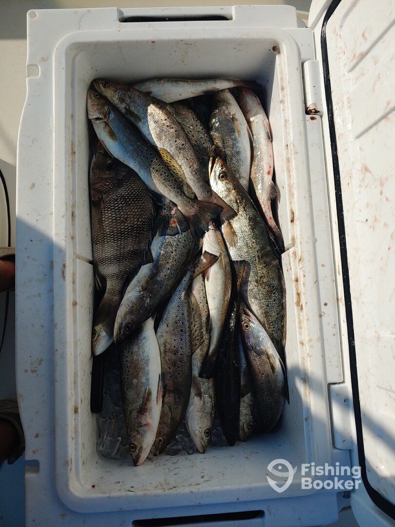 St. Bernard Report Photo 0