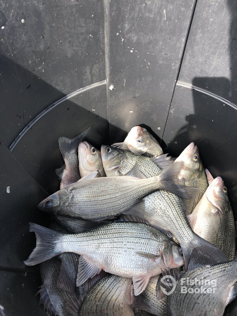 Wyandotte Report Photo 0