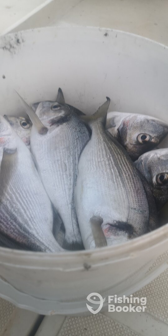 Zadar Report Photo 0