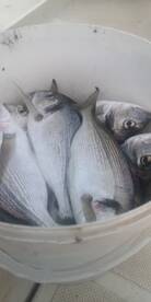 Afternoon fishing with tourist 