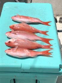 Fort Lauderdale Report Photo 2