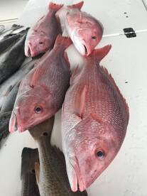 Venice Report Photo 1