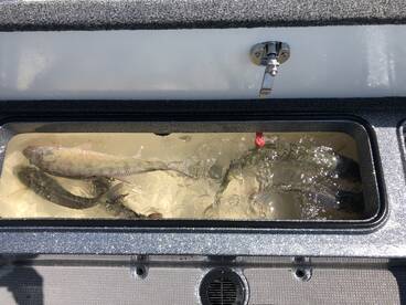 Monroe Report Photo 1