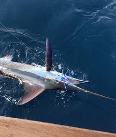 Virginia Beach Report Photo 2