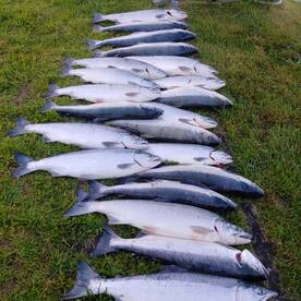 45 minute Easy sockeye limits. All day e