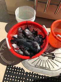 Montauk Report Photo 2