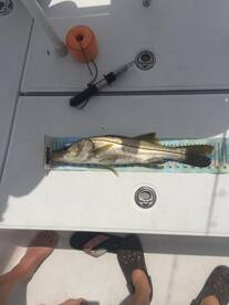 Tampa Report Photo 1