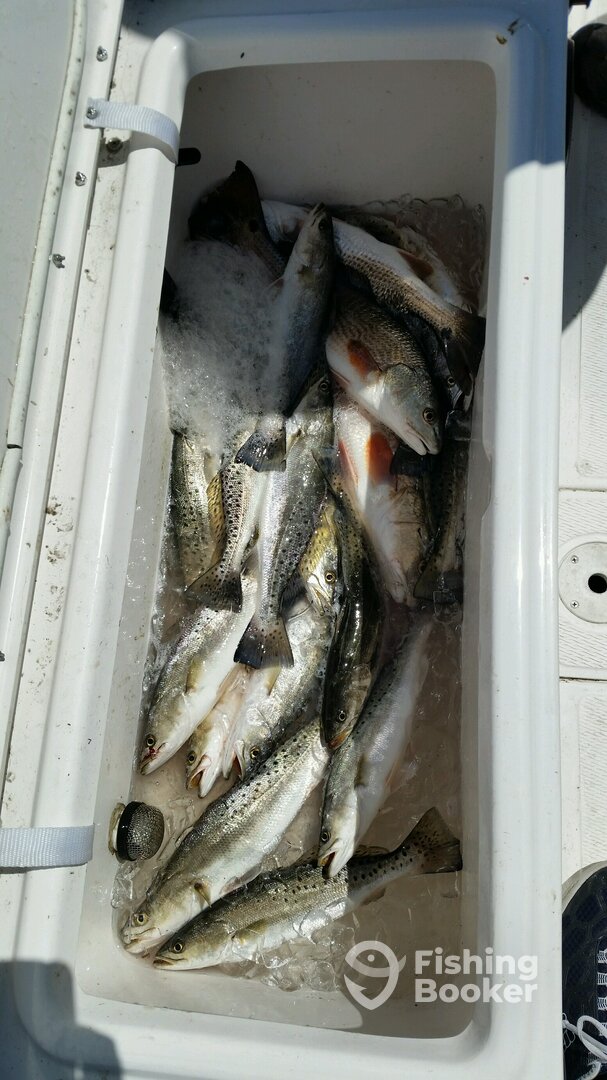 Grand Isle Report Photo 0