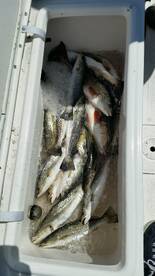 Another Fin-tastic Time