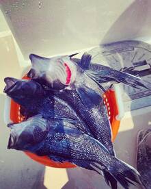 Montauk Report Photo 2