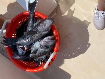 Montauk Report Photo 2