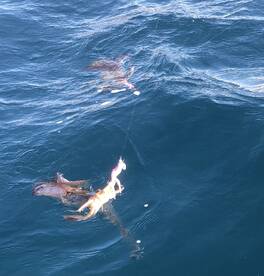 Sydney Report Photo 1