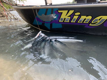 Kenai Report Photo 1